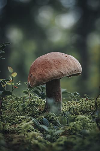 - OM SYSTEM OM-5 Micro Four Thirds System Camera incl. lens | Digital ED 12-45mm PRO -