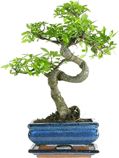 - The Bonsai Plants | Real Live Chinese Elm Bonsai Indoor/Outdoor Tree S Trunk -