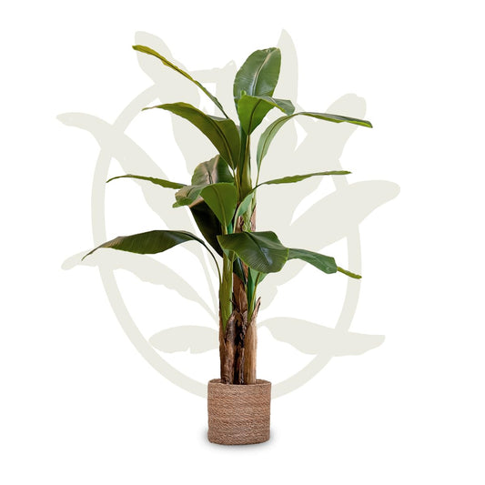 - Maia Shop Artificial Banana Tree | 150 cm | Home and Office Decoration -