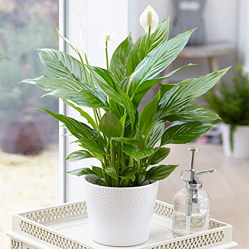 - Spathiphyllum Peace Lily Indoor Plant  | Air-Purifying Houseplant in 9cm Pot -