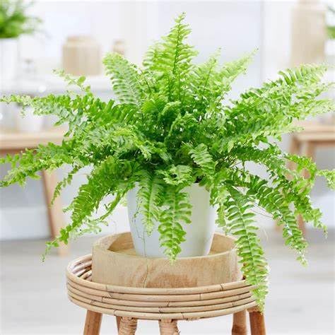Boston Fern Plant in a 9cm Pot - Perfect Indoor Plant for Beginners - Nephrolepis exaltata (1 Plant)