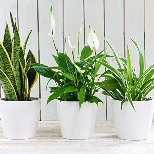 Air Purifying Plant Collection 3 Indoor House Plants Snake Plant, Peace Lily, Spider Plant, Perfect for Cleaning Air at Home in Office, 3X 12cm Pots One of Each by Thompson and Morgan (3)