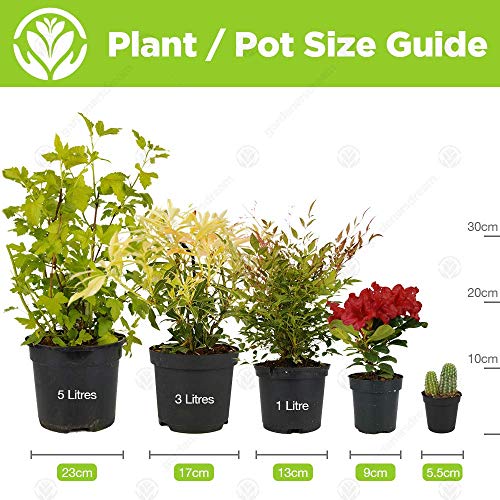 - Spathiphyllum Peace Lily Indoor Plant | Air-Purifying Houseplant in 9cm Pot -