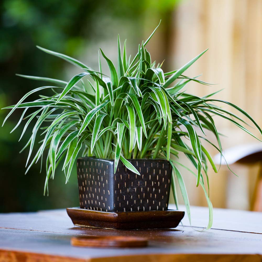 Air Purifying Plant Collection 3 Indoor House Plants Snake Plant, Peace Lily, Spider Plant, Perfect for Cleaning Air at Home in Office, 3X 12cm Pots One of Each by Thompson and Morgan (3)