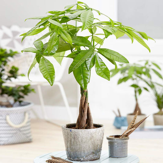- Pachira Aquatica Tree - Live Premium Potted Indoor Plant | Braided Stem -