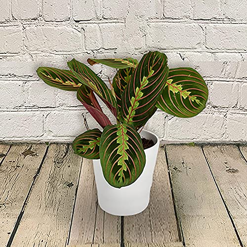 All Occasions, Prayer Plant, Maranta Fascinator, Perfect House, Kitchen and Living Room, Perfect for Clean Air, Delivered Next Day Prime