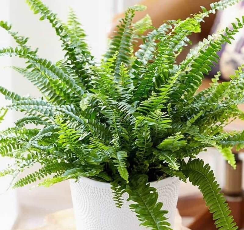 Boston Fern Plant in a 9cm Pot - Perfect Indoor Plant for Beginners - Nephrolepis exaltata (1 Plant)