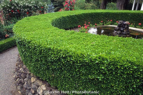 - TABOR TOOLS | Mechanical Extendable Hedge Shears | Manual Hedge Clippers -