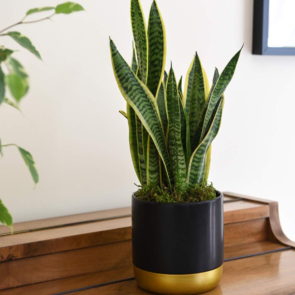 Air Purifying Plant Collection 3 Indoor House Plants Snake Plant, Peace Lily, Spider Plant, Perfect for Cleaning Air at Home in Office, 3X 12cm Pots One of Each by Thompson and Morgan (3)