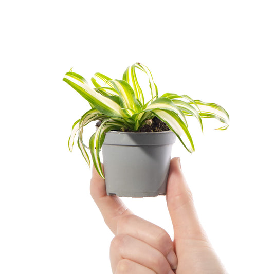 Baby Spider Plant - Chlorophytum Variegatum Small Evergreen Houseplant | Air Purifying Indoor Plant for Home, Office, Kitchen, Bathroom | Grow Your Own Baby Plants