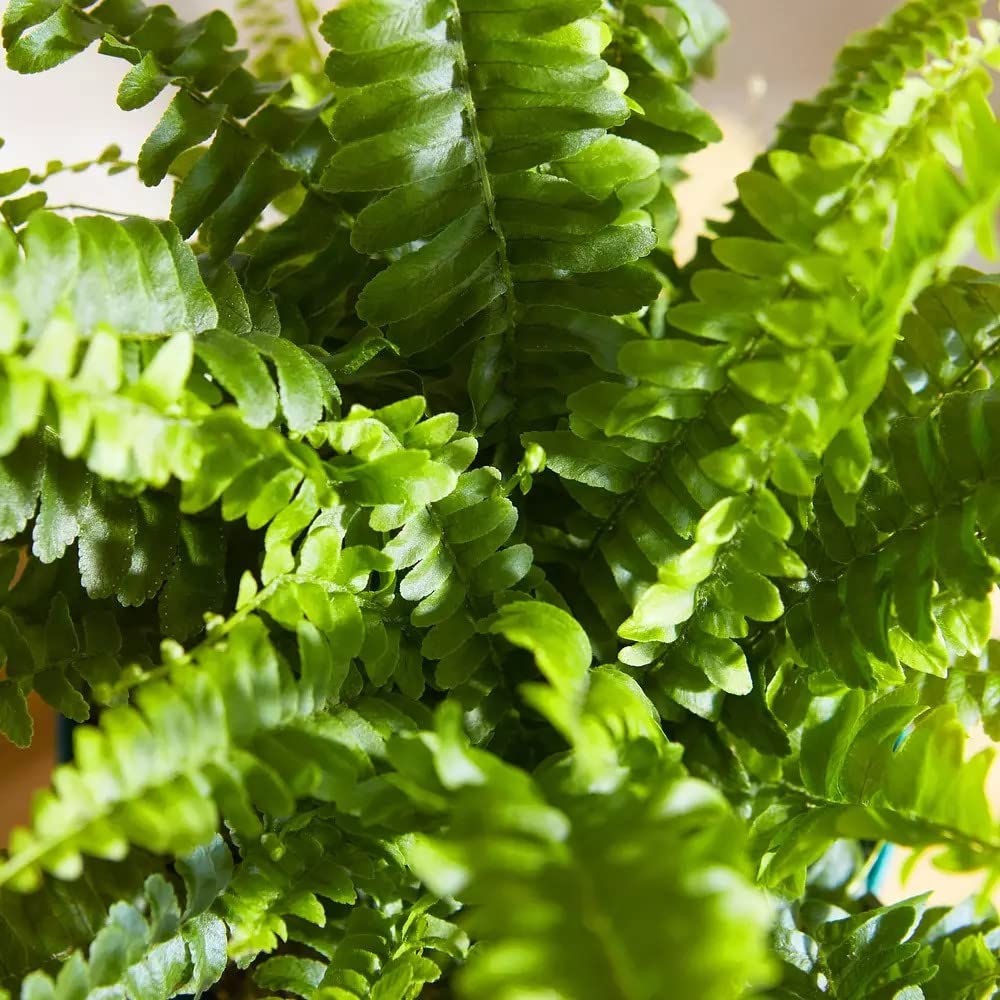 Boston Fern Plant in a 9cm Pot - Perfect Indoor Plant for Beginners - Nephrolepis exaltata (1 Plant)