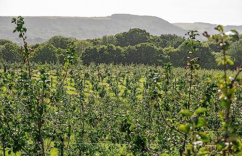 - The Purbeck Cider Company | Dandy Dab (5%) 330ml  | Craft Cider Cans -