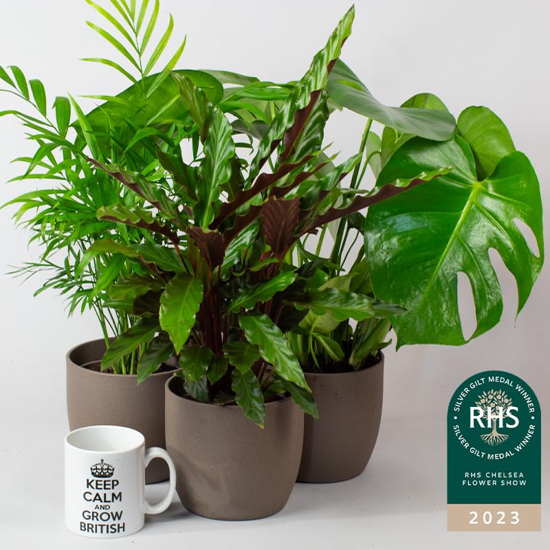 - House Plants Indoor | Mix of 6 Real Indoor Plants in 13cm Pots -