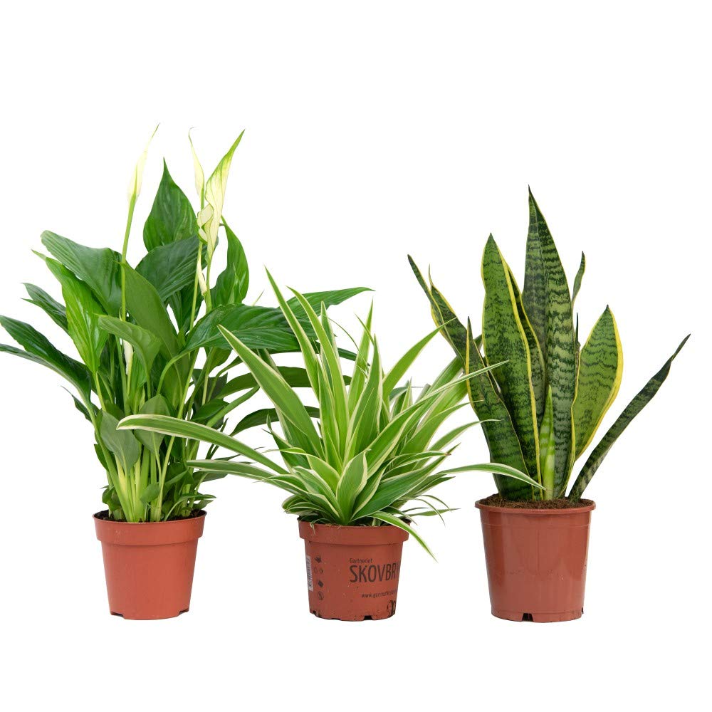 Air Purifying Plant Collection 3 Indoor House Plants Snake Plant, Peace Lily, Spider Plant, Perfect for Cleaning Air at Home in Office, 3X 12cm Pots One of Each by Thompson and Morgan (3)