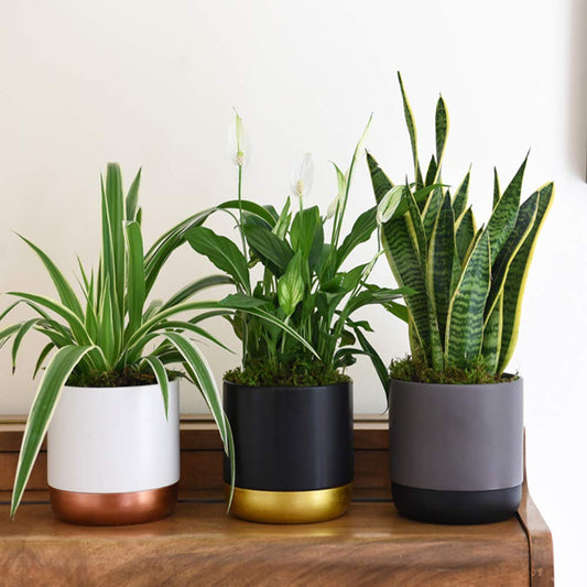 Air Purifying Plant Collection 3 Indoor House Plants Snake Plant, Peace Lily, Spider Plant, Perfect for Cleaning Air at Home in Office, 3X 12cm Pots One of Each by Thompson and Morgan (3)