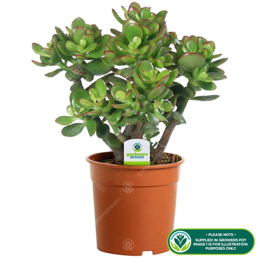 Crassula Ovata - Premium Indoor 'Money Tree' Office Desk Houseplant in 12cm Pot