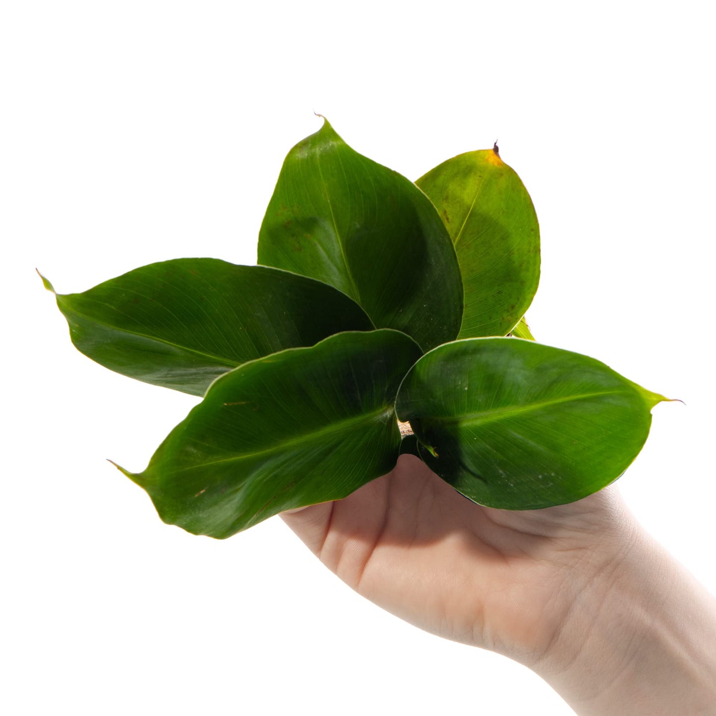 Baby Banana Plant - Musa Acuminata Small Ornamental Indoor Houseplant in 6cm Pot | Mini Plant with Leafy Foliage | for Home and Office | Grow Your Own Baby Plants