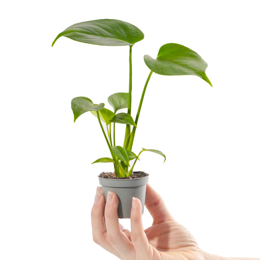 Baby Swiss Cheese Plant Monstera Deliciosa Small Indoor Houseplant in 6cm Pot | Miniature Plant with Heart-Shaped Leaves | for Home and Office | Grow Your Own Baby Plants