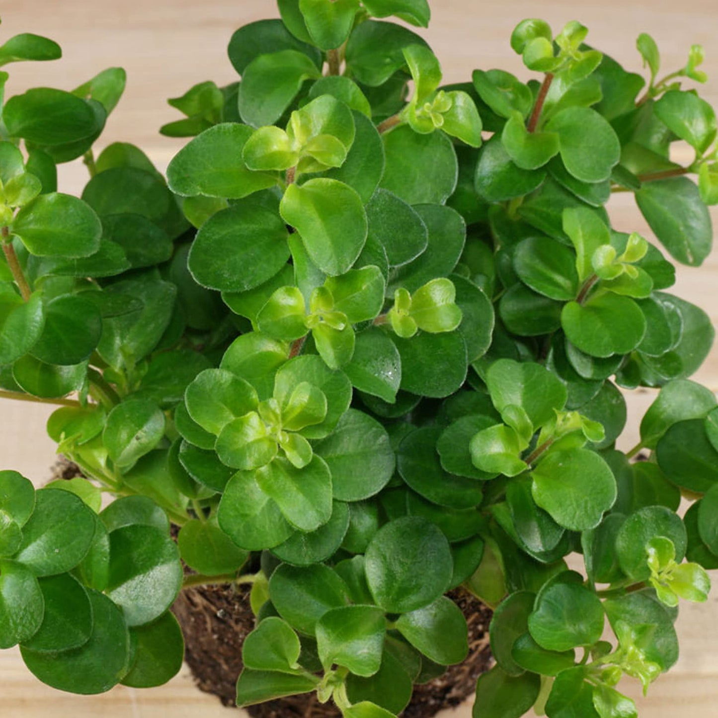 - Peperomia rotundifolia | Trailing Jade Plant | Compact 10-15cm Potted Houseplant -