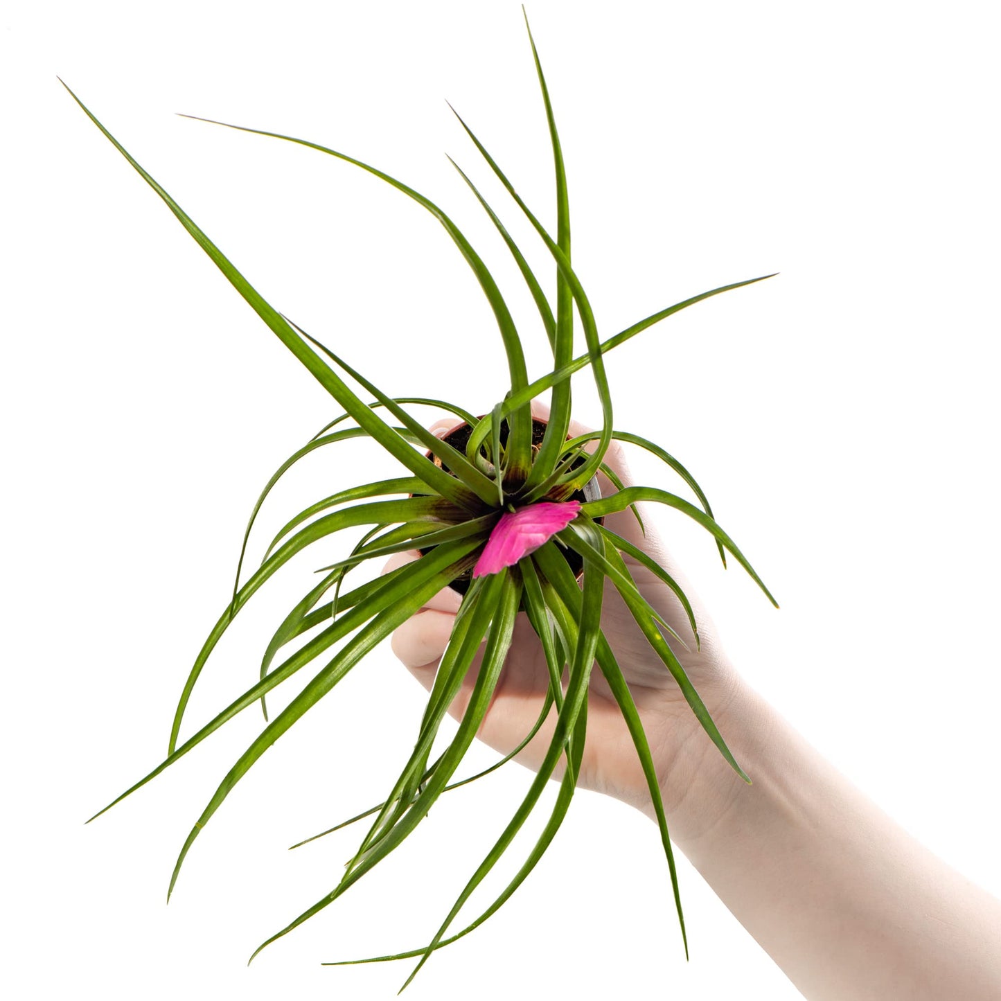 Baby Pink Quill Plant - Tillandsia Cyanea Small Potted Houseplant Gift for Indoor Home Office Kitchen Living Room