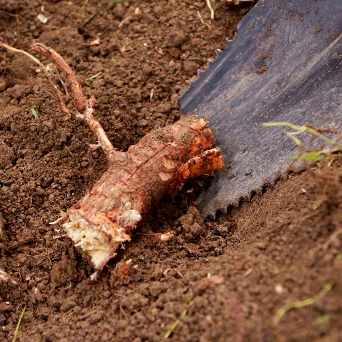 - JML Rayzer Shovel Spade | Garden Tools For Root Cutting -