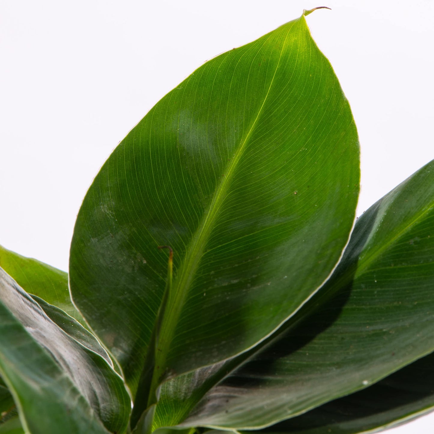 Baby Banana Plant - Musa Acuminata Small Ornamental Indoor Houseplant in 6cm Pot | Mini Plant with Leafy Foliage | for Home and Office | Grow Your Own Baby Plants