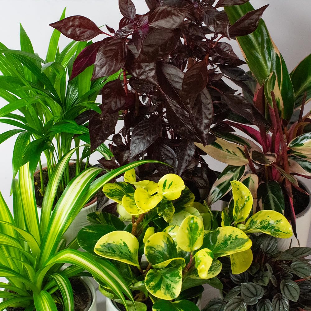 6 x Pet Friendly House Plants – Indoor Plants for Living Room Accessories, Ceramic Indoor Plant Pot When Selected, All Plants Supplied Will be Non Toxic for Domestic Pets