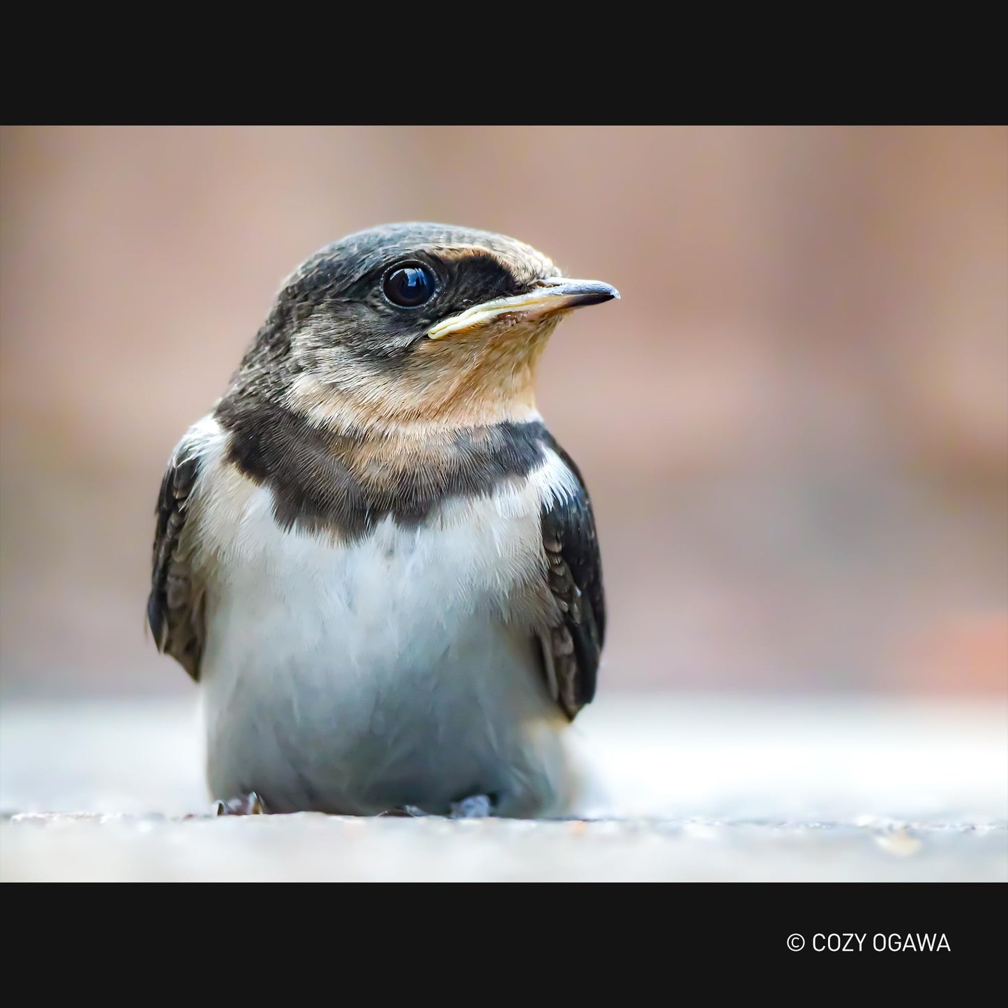 - Panasonic Lumix H-RSA100400E Leica | DG Vario-Elmar 100-400mm Ultra Zoom -