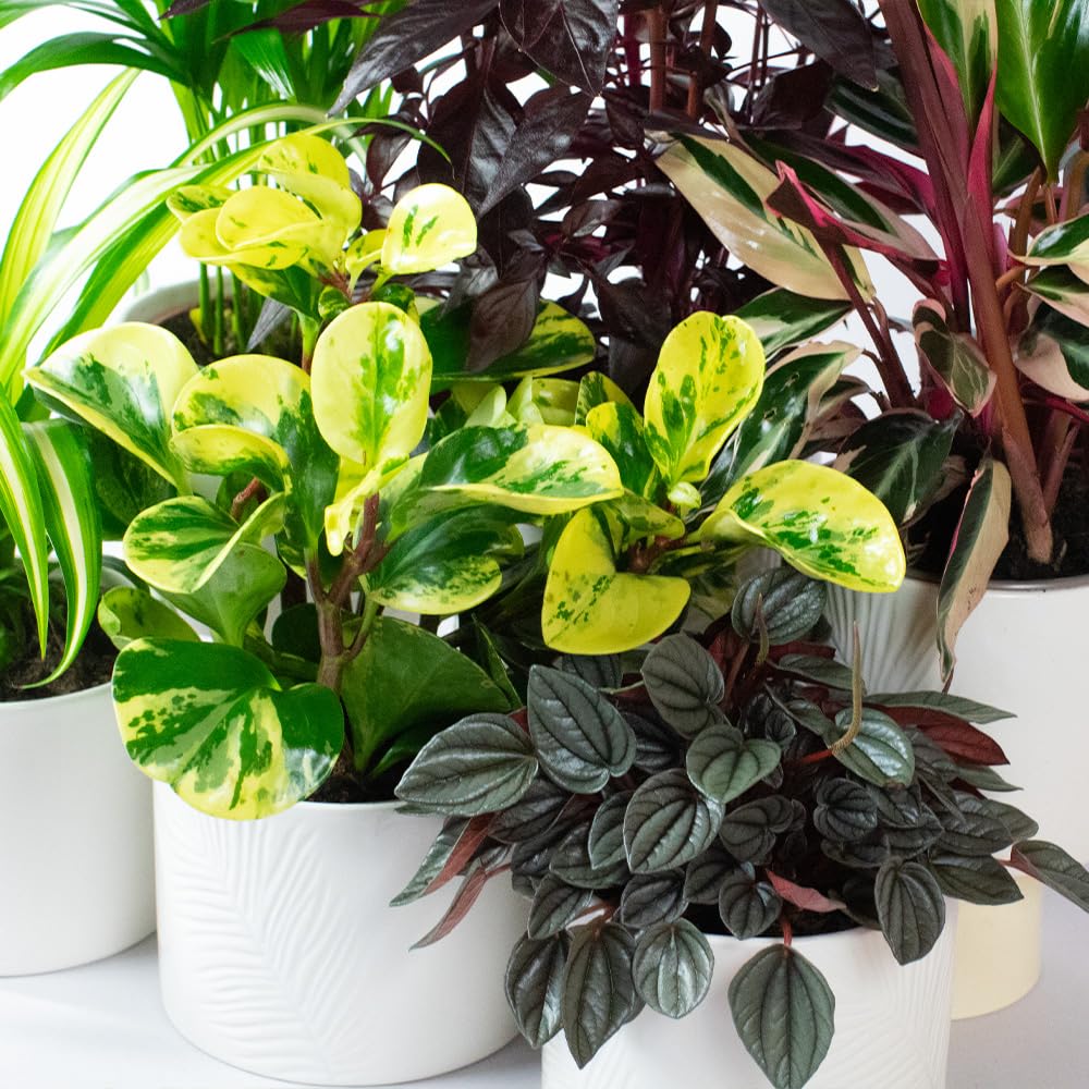 6 x Pet Friendly House Plants – Indoor Plants for Living Room Accessories, Ceramic Indoor Plant Pot When Selected, All Plants Supplied Will be Non Toxic for Domestic Pets