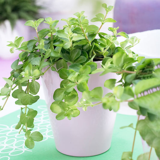 - Peperomia rotundifolia | Trailing Jade Plant | Compact 10-15cm Potted Houseplant -