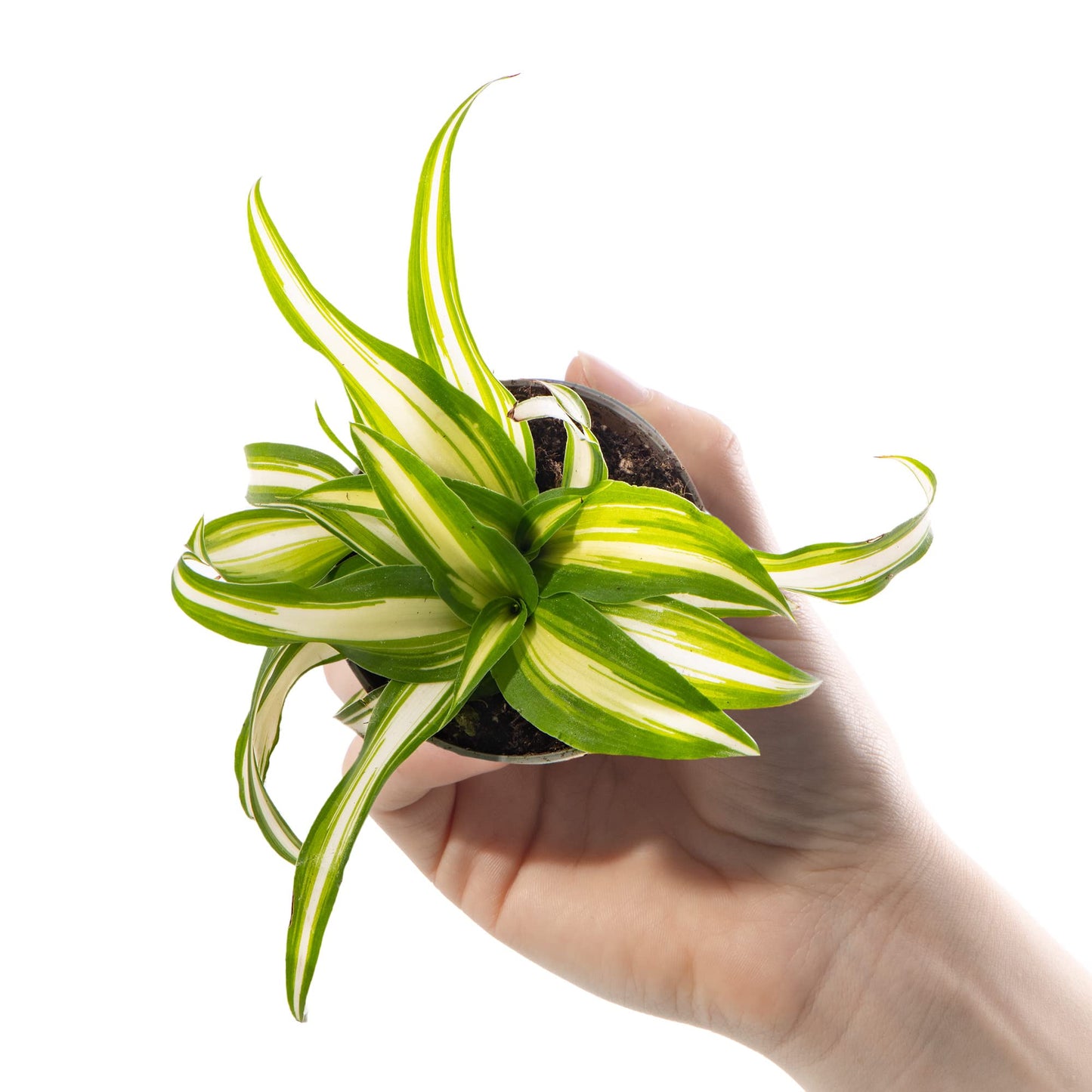Baby Spider Plant - Chlorophytum Variegatum Small Evergreen Houseplant | Air Purifying Indoor Plant for Home, Office, Kitchen, Bathroom | Grow Your Own Baby Plants