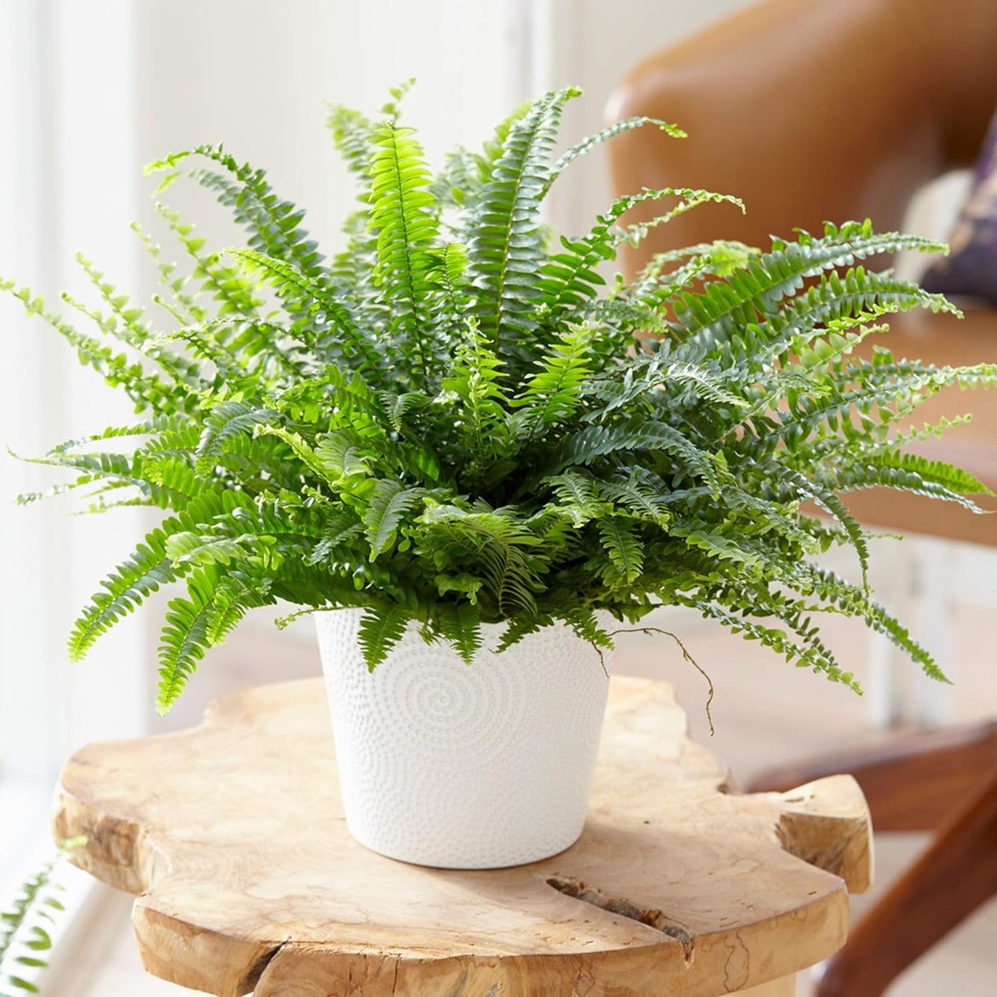 Boston Fern Plant in a 9cm Pot - Perfect Indoor Plant for Beginners - Nephrolepis exaltata (1 Plant)