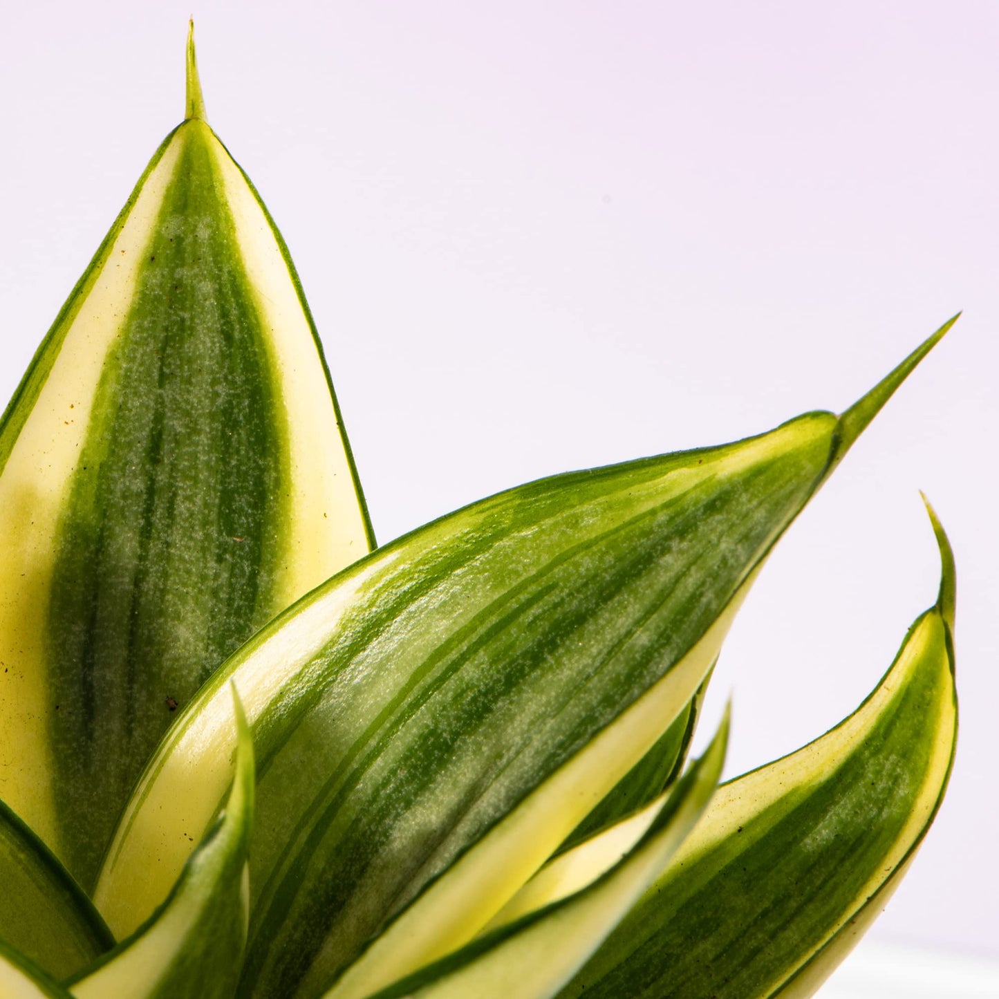 Baby Birds Nest Snake Plant - Sansevieria Golden Hahnii Small Potted Houseplant Gift for Indoor Home Office Kitchen Living Room