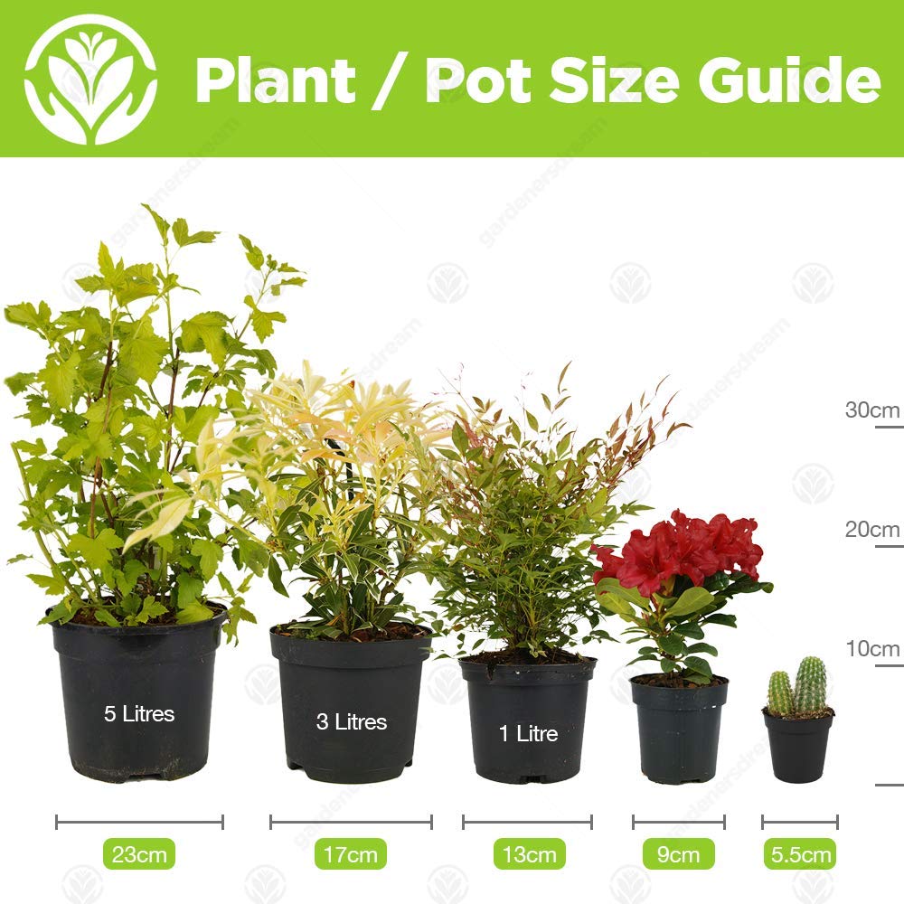 Crassula Ovata - Premium Indoor 'Money Tree' Office Desk Houseplant in 12cm Pot