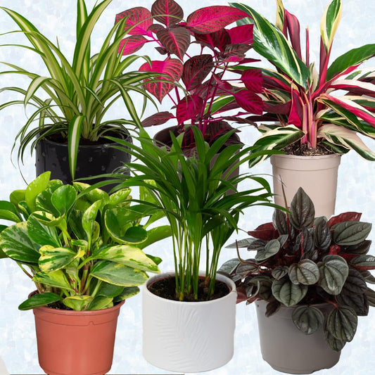 6 x Pet Friendly House Plants – Indoor Plants for Living Room Accessories, Ceramic Indoor Plant Pot When Selected, All Plants Supplied Will be Non Toxic for Domestic Pets
