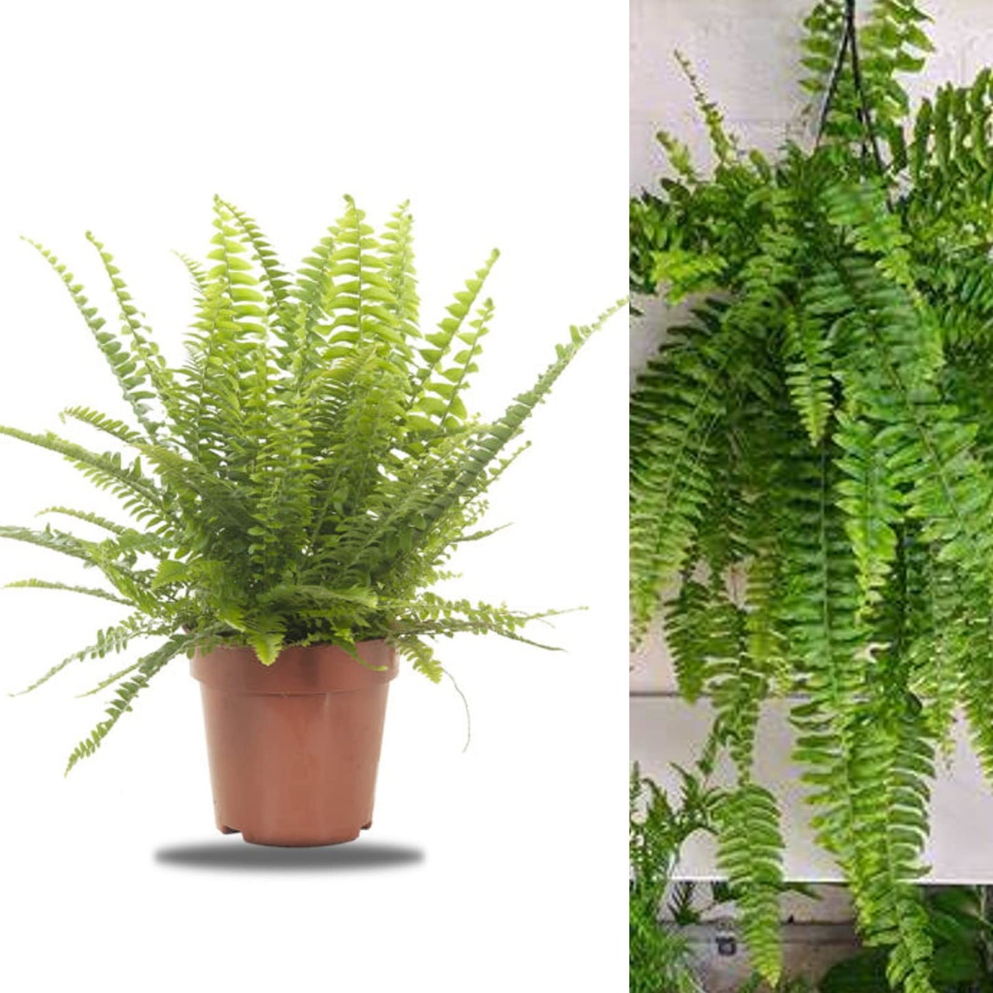 Boston Fern Plant in a 9cm Pot - Perfect Indoor Plant for Beginners - Nephrolepis exaltata (1 Plant)