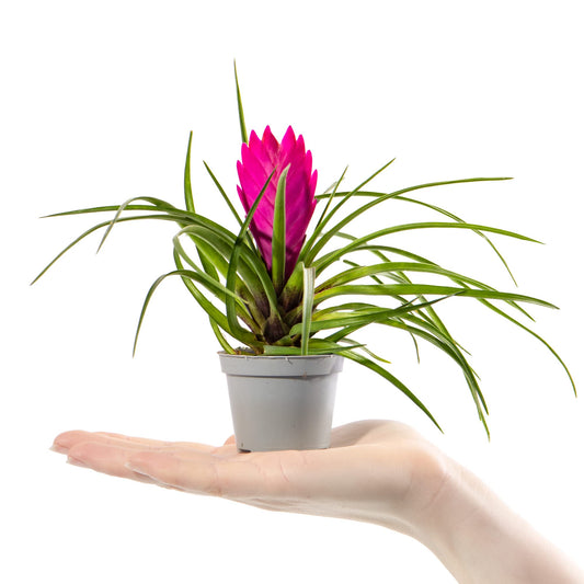 Baby Pink Quill Plant - Tillandsia Cyanea Small Potted Houseplant Gift for Indoor Home Office Kitchen Living Room