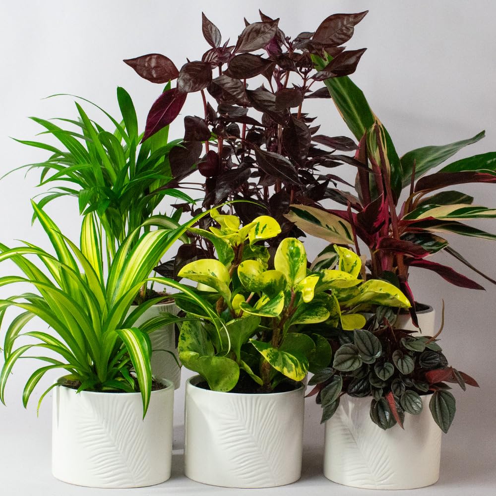 6 x Pet Friendly House Plants – Indoor Plants for Living Room Accessories, Ceramic Indoor Plant Pot When Selected, All Plants Supplied Will be Non Toxic for Domestic Pets