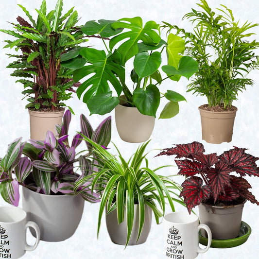 - House Plants Indoor | Mix of 6 Real Indoor Plants in 13cm Pots -