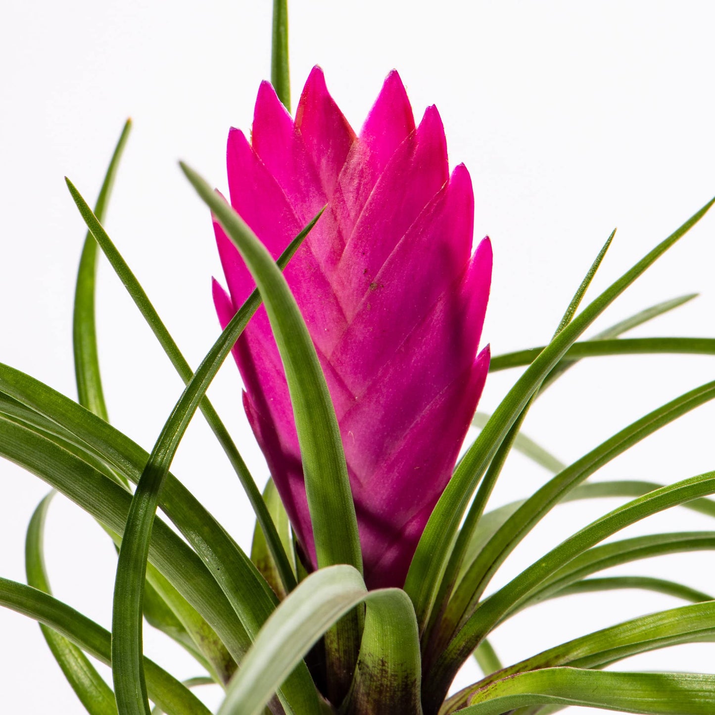Baby Pink Quill Plant - Tillandsia Cyanea Small Potted Houseplant Gift for Indoor Home Office Kitchen Living Room