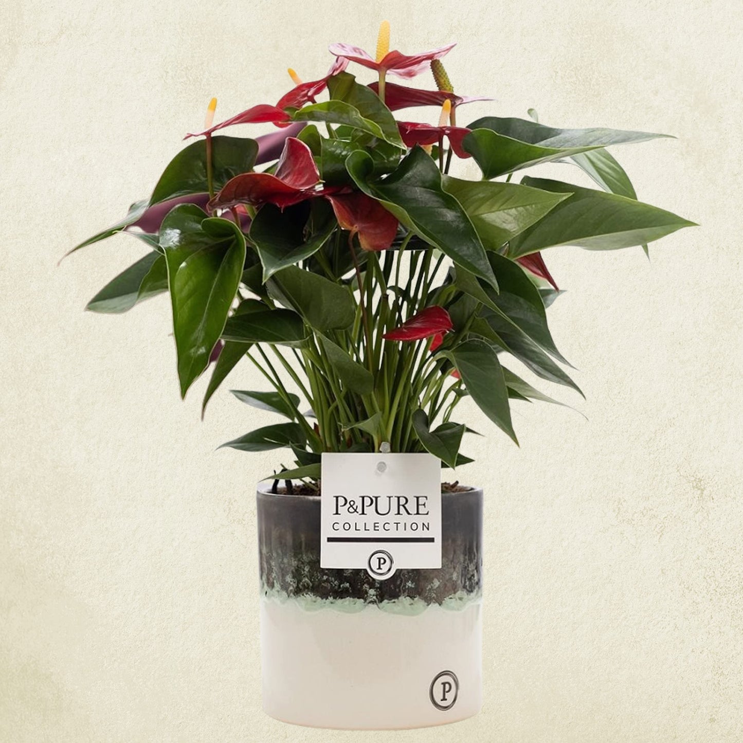 Anthurium Red with Pot, Houseplant Real Indoor Plant for Office, Home, Bedroom, Kitchen and Living Room, Perfect for Clean Air, Delivered Next Day