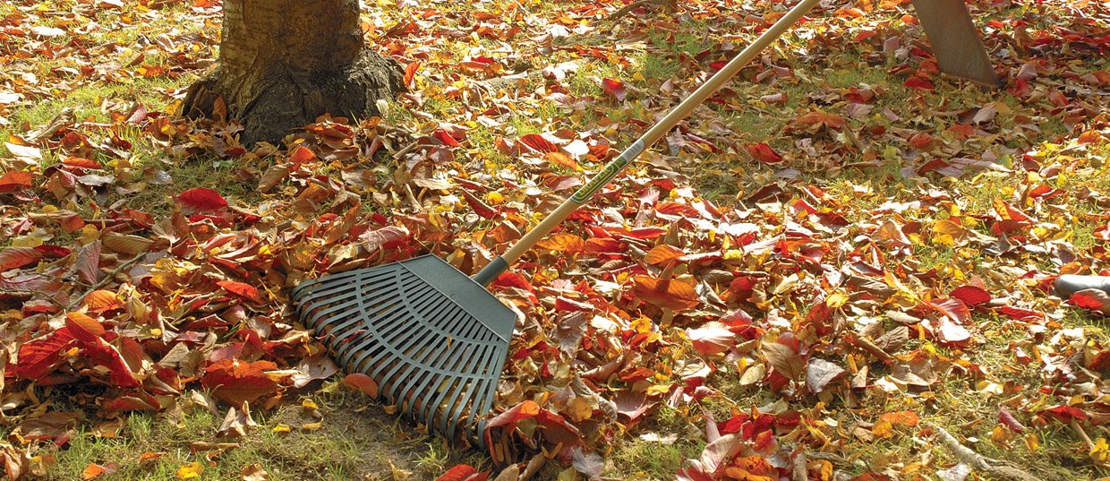 - Draper 550mm Plastic Leaf Rake | 23 Teeth Outdoor Garden Hand Tool | Varnished Natural Wood Handle -