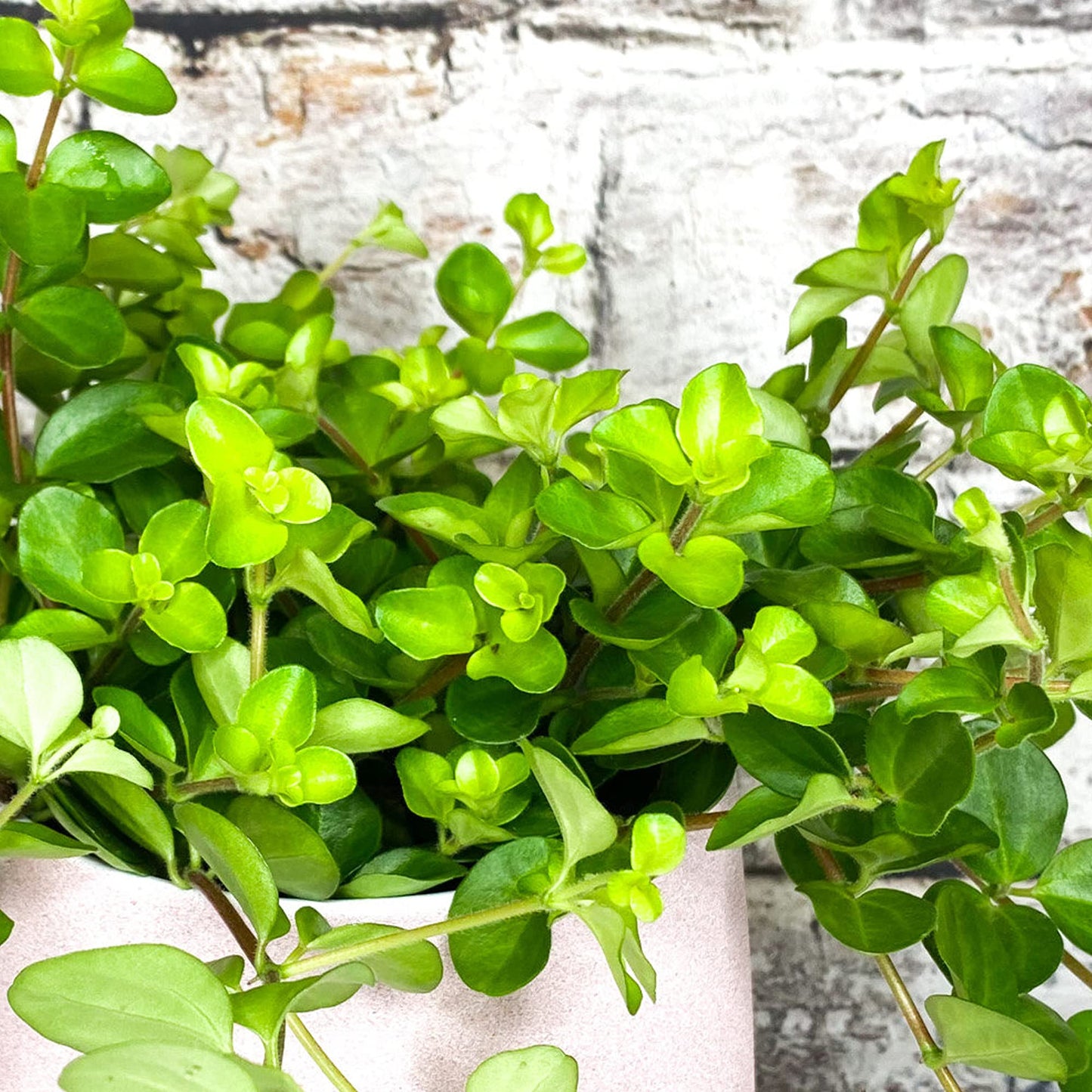 - Peperomia rotundifolia | Trailing Jade Plant | Compact 10-15cm Potted Houseplant -