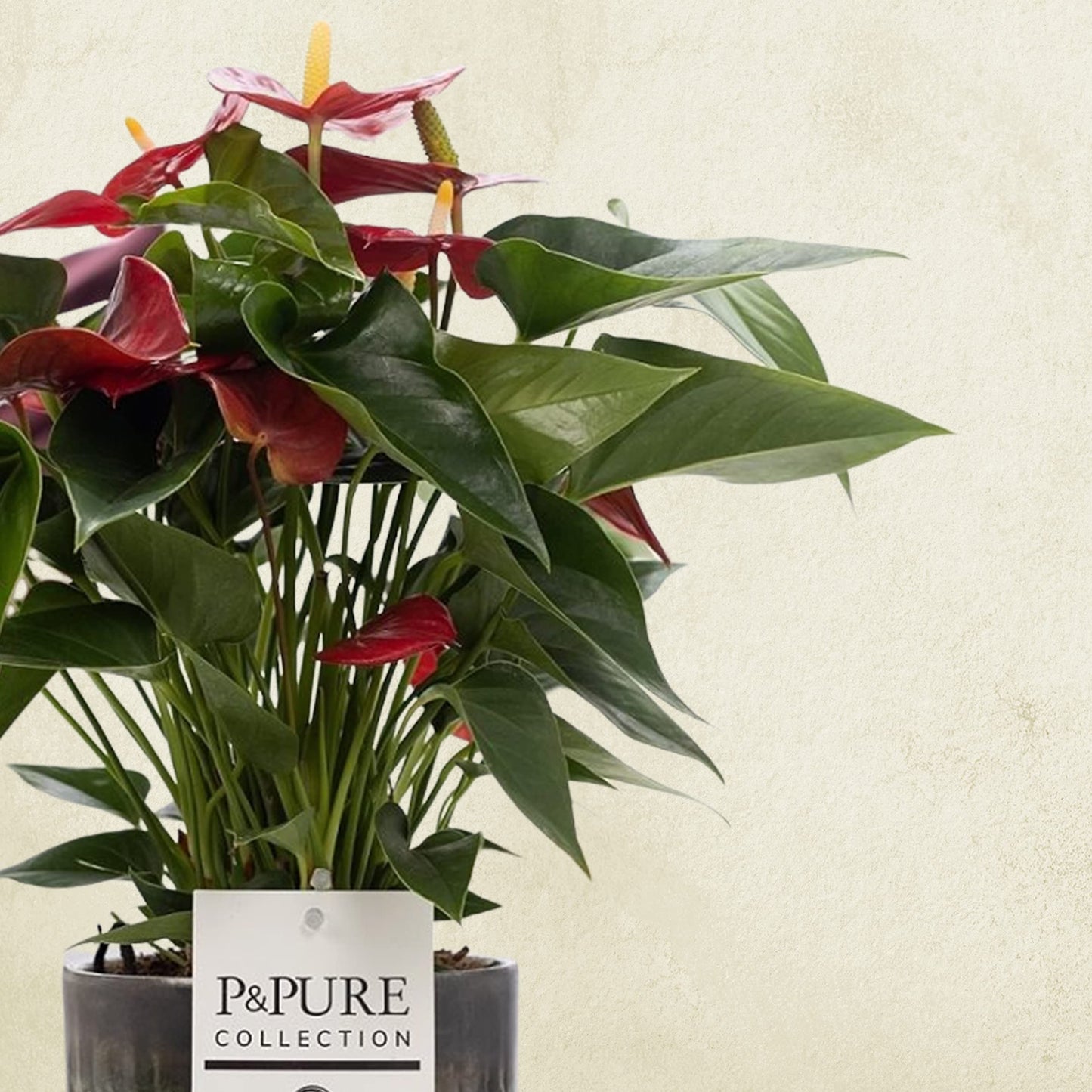 Anthurium Red with Pot, Houseplant Real Indoor Plant for Office, Home, Bedroom, Kitchen and Living Room, Perfect for Clean Air, Delivered Next Day