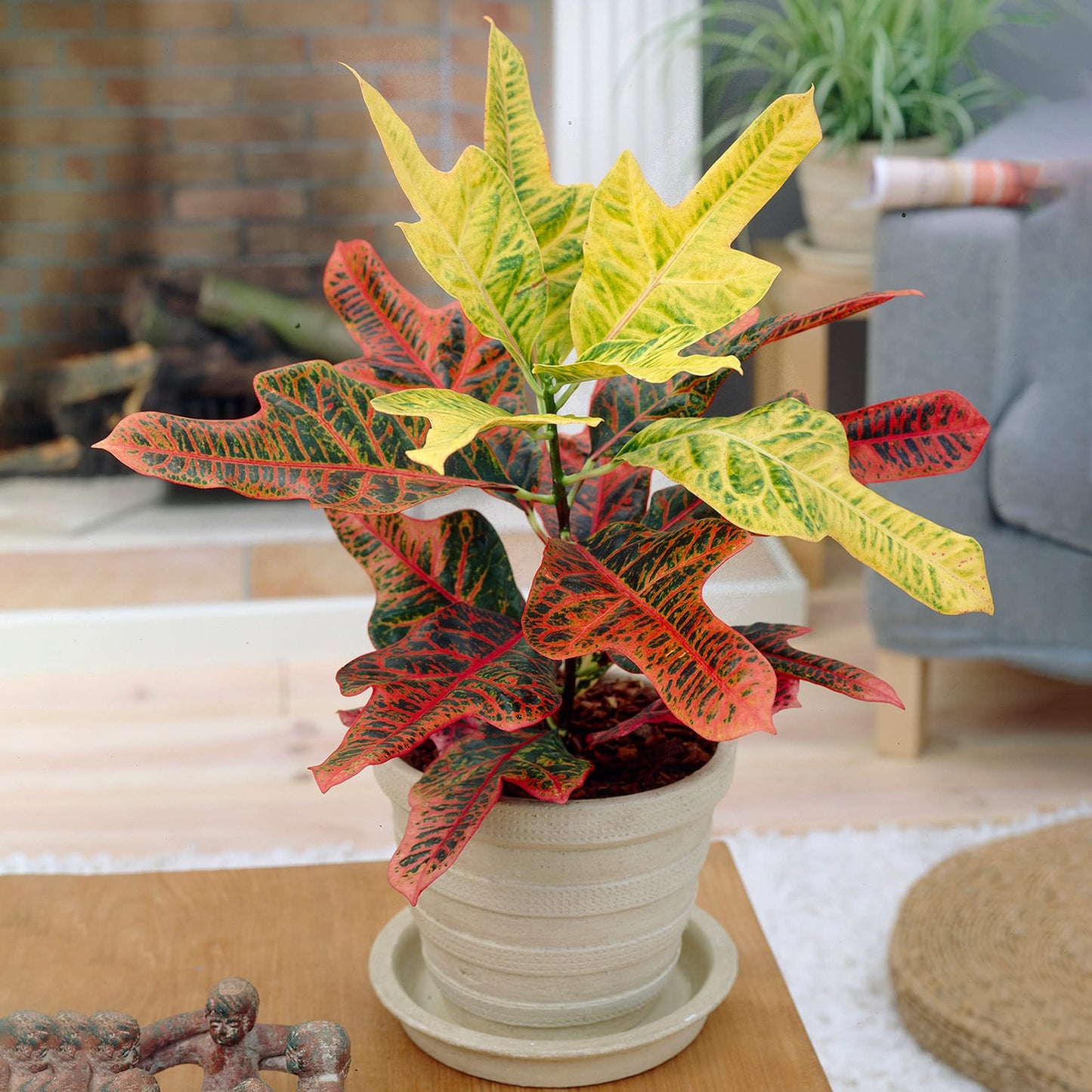 Codiaeum Excellent | 35-45cm Potted Joseph's Coat | Indoor House Plant Gift