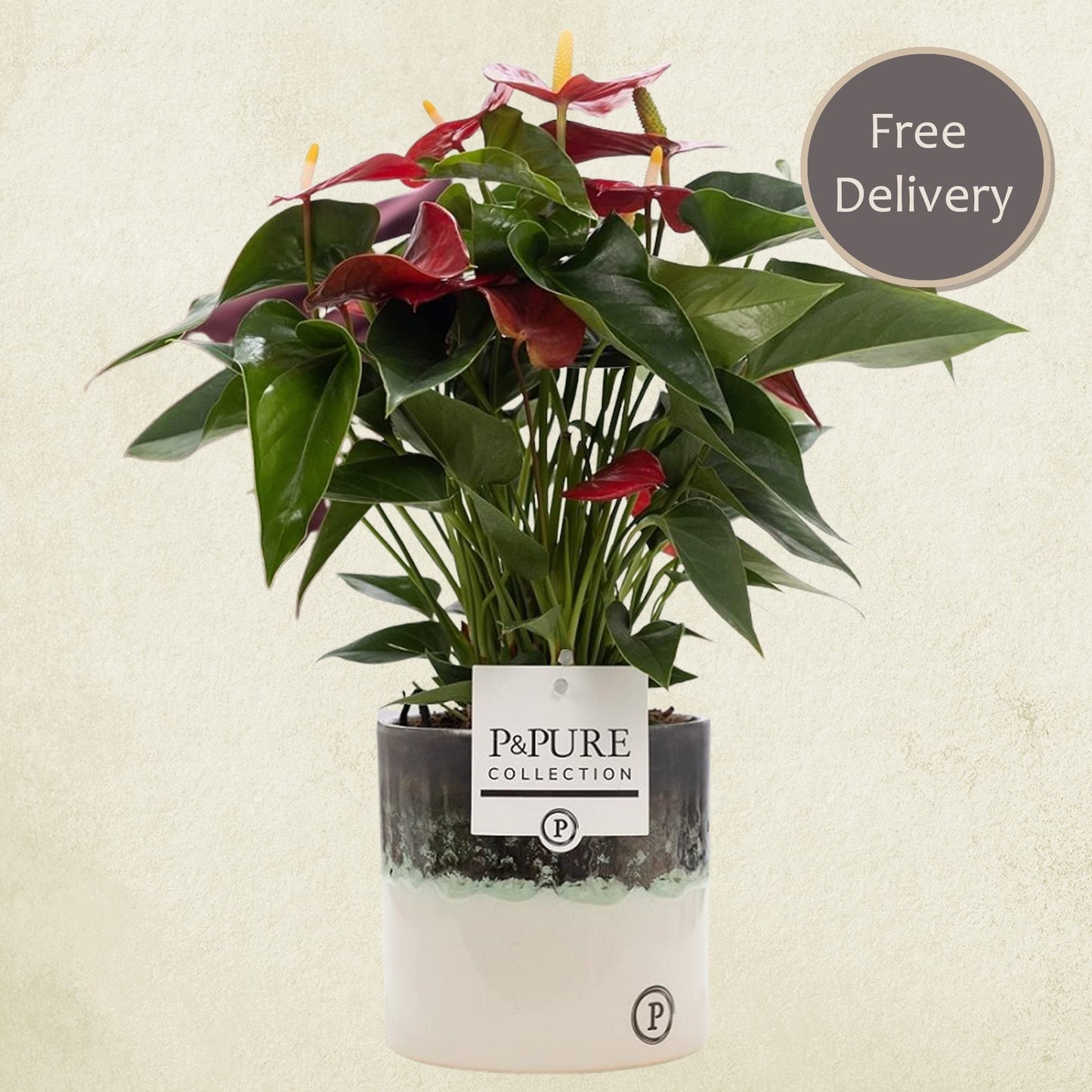 Anthurium Red with Pot, Houseplant Real Indoor Plant for Office, Home, Bedroom, Kitchen and Living Room, Perfect for Clean Air, Delivered Next Day