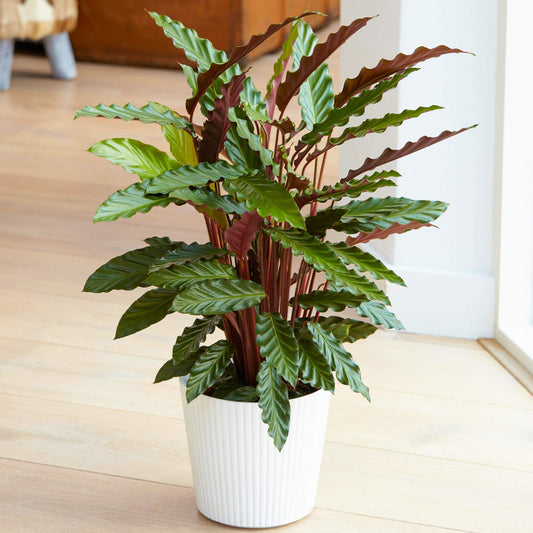 - Lovely 30-40cm Potted Calathea Elgergrass | Air Purifying Indoor Houseplants -