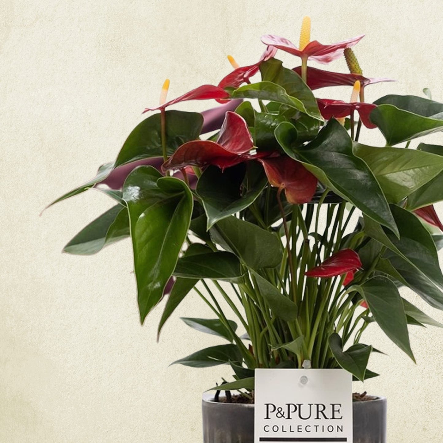 Anthurium Red with Pot, Houseplant Real Indoor Plant for Office, Home, Bedroom, Kitchen and Living Room, Perfect for Clean Air, Delivered Next Day
