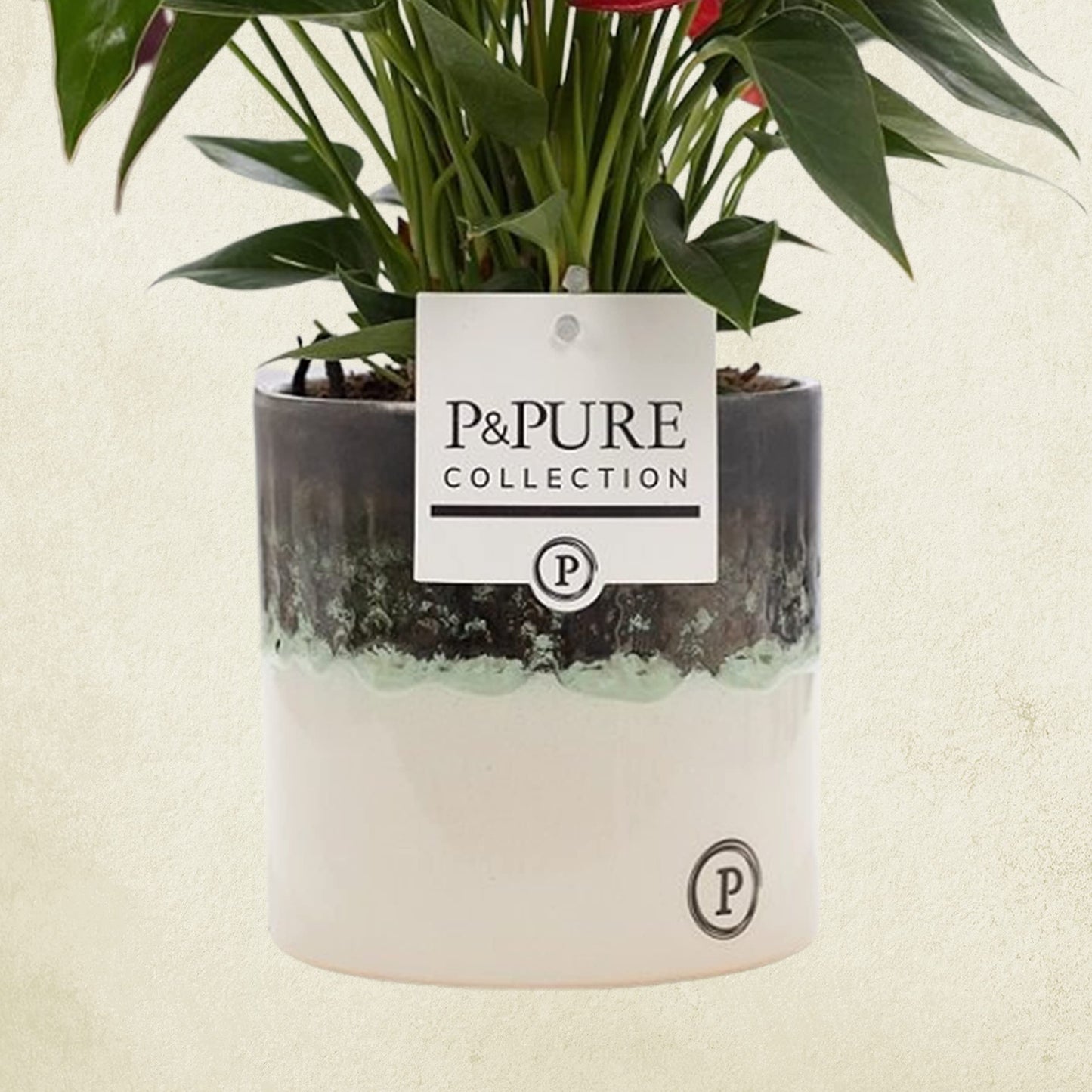 Anthurium Red with Pot, Houseplant Real Indoor Plant for Office, Home, Bedroom, Kitchen and Living Room, Perfect for Clean Air, Delivered Next Day