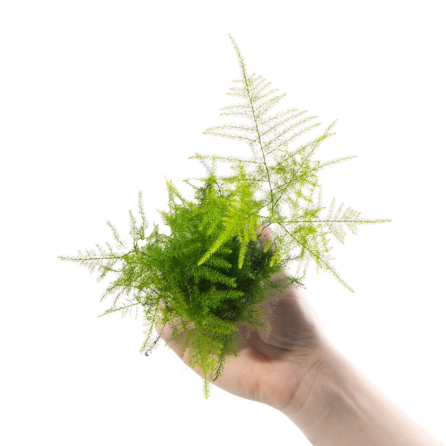 Baby Asparagus Fern Plant - Asparagus Plumosus Small Indoor Evergreen Perennial Houseplant in 6cm Pot | Miniature Plant with Feathery Foliage | for Home and Office | Grow Your Own Baby Plants